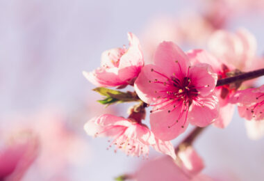 Japan's Cherry Blossom Season: 用花瓣画天空 - 指引